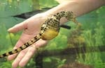 THE SEAHORSE FARM